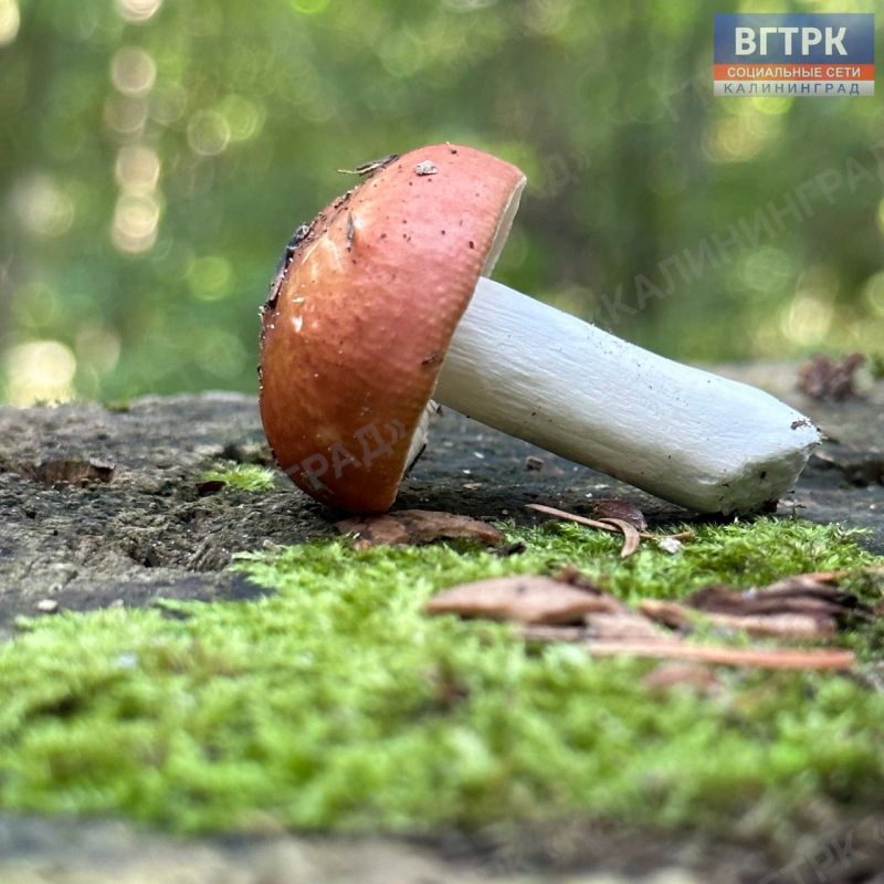 В национальном парке «Куршская коса» 26 сентября 2026 года пройдет ежегодный Грибной фестиваль, главным посылом которого станет бережное отношение к природе и научный взгляд на богатство лесных экосистем В национальном парке «Куршская коса» 26 сентября 2026 года пройдет ежегодный Грибной фестиваль, главным посылом которого станет бережное отношение к природе и научный взгляд на богатство лесных экосистем