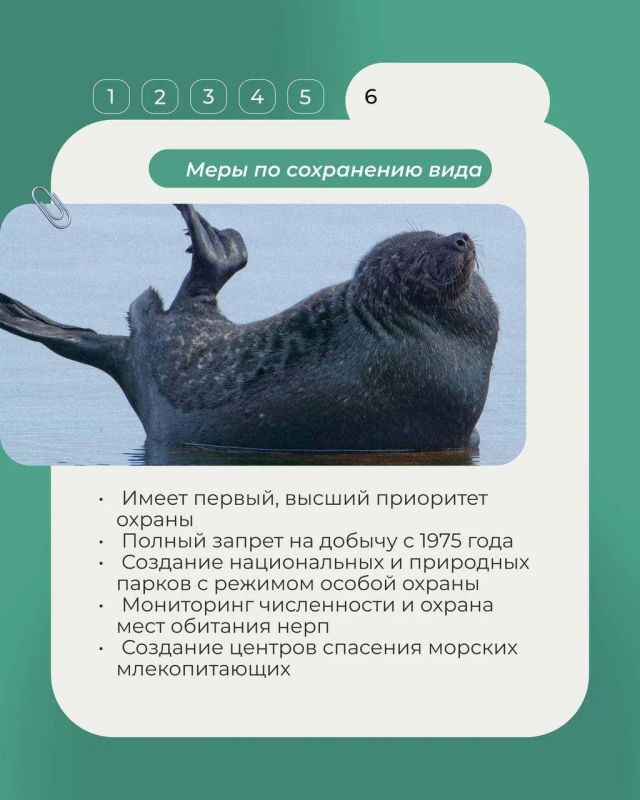 В продолжение рубрики «Животные Красной книги» рассказываем о ладожской кольчатой нерпе - эндемике Ладожского озера, который не встречается больше нигде В продолжение рубрики «Животные Красной книги» рассказываем о ладожской кольчатой нерпе - эндемике Ладожского озера, который не встречается больше нигде