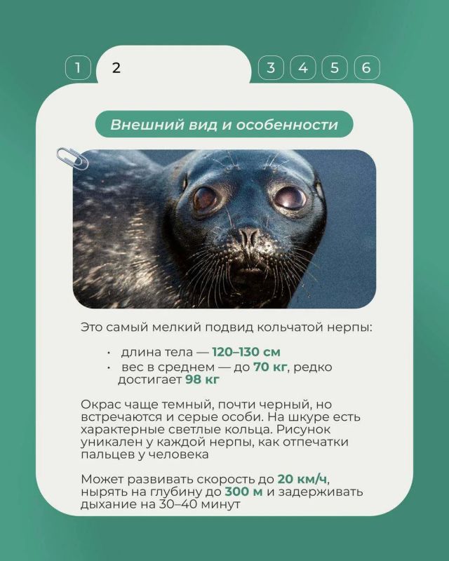 В продолжение рубрики «Животные Красной книги» рассказываем о ладожской кольчатой нерпе - эндемике Ладожского озера, который не встречается больше нигде В продолжение рубрики «Животные Красной книги» рассказываем о ладожской кольчатой нерпе - эндемике Ладожского озера, который не встречается больше нигде