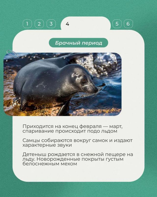 В продолжение рубрики «Животные Красной книги» рассказываем о ладожской кольчатой нерпе - эндемике Ладожского озера, который не встречается больше нигде В продолжение рубрики «Животные Красной книги» рассказываем о ладожской кольчатой нерпе - эндемике Ладожского озера, который не встречается больше нигде