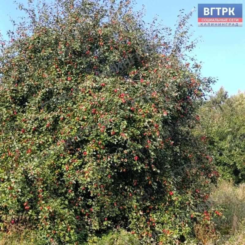 Сентябрь продолжает радовать жителей регионов удивительно теплой и солнечной погодой, даря идеальную возможность насладиться загородным отдыхом перед скорым наступлением осенних холодов Сентябрь продолжает радовать жителей регионов удивительно теплой и солнечной погодой, даря идеальную возможность насладиться загородным отдыхом перед скорым наступлением осенних холодов