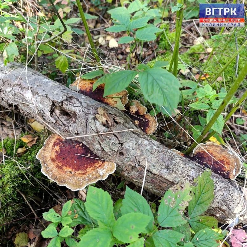 Сентябрь продолжает радовать жителей регионов удивительно теплой и солнечной погодой, даря идеальную возможность насладиться загородным отдыхом перед скорым наступлением осенних холодов Сентябрь продолжает радовать жителей регионов удивительно теплой и солнечной погодой, даря идеальную возможность насладиться загородным отдыхом перед скорым наступлением осенних холодов
