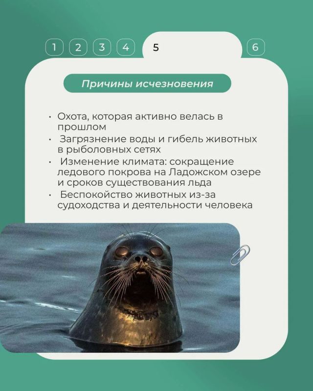 В продолжение рубрики «Животные Красной книги» рассказываем о ладожской кольчатой нерпе - эндемике Ладожского озера, который не встречается больше нигде В продолжение рубрики «Животные Красной книги» рассказываем о ладожской кольчатой нерпе - эндемике Ладожского озера, который не встречается больше нигде