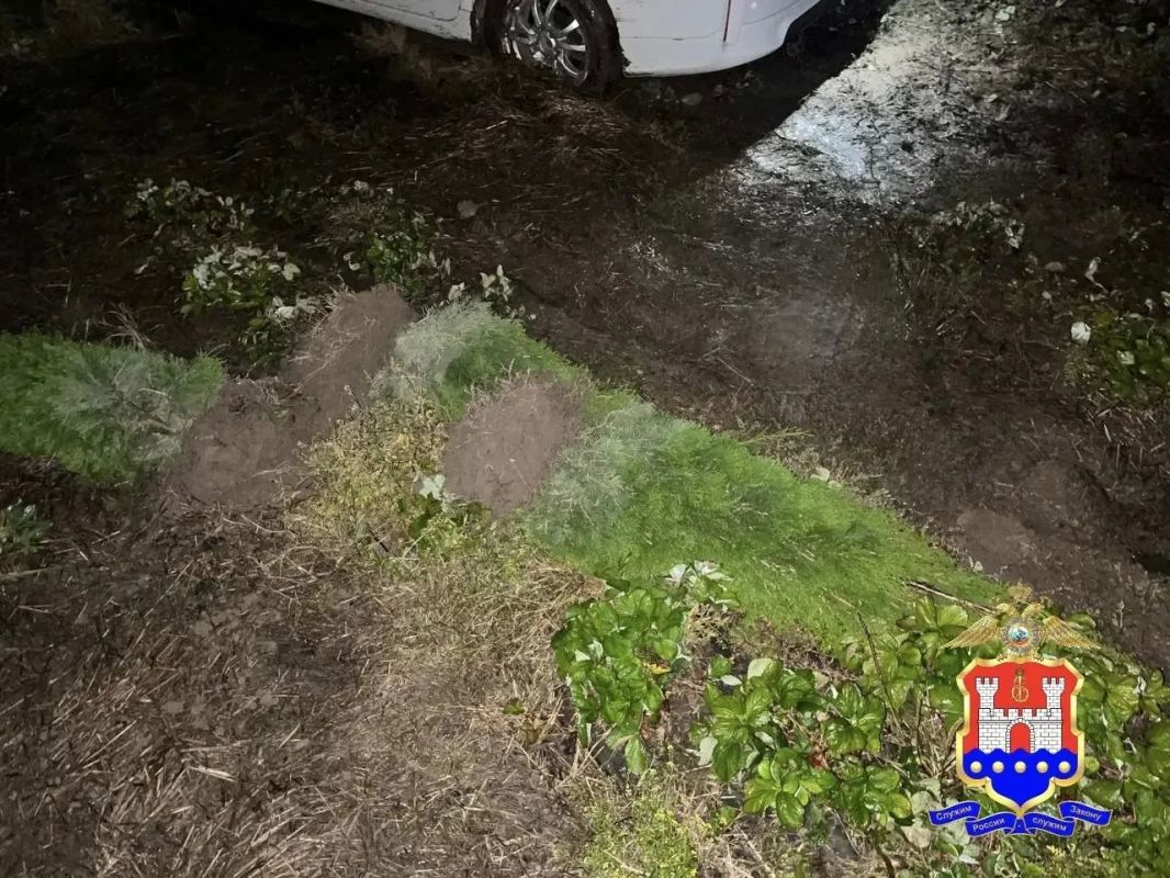 В Полесском районе полицейские раскрыли кражу туй с территории питомника