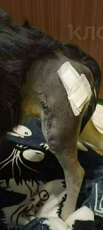 Дворняжка Ева, которую после ДТП нашли с переломами лап, перенесла операцию и обрела новых хозяев Дворняжка Ева, которую после ДТП нашли с переломами лап, перенесла операцию и обрела новых хозяев
