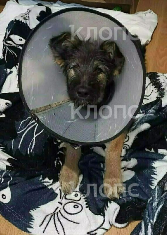 Дворняжка Ева, которую после ДТП нашли с переломами лап, перенесла операцию и обрела новых хозяев Дворняжка Ева, которую после ДТП нашли с переломами лап, перенесла операцию и обрела новых хозяев