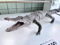 Чучело сиамского крокодила из багажа пассажирки передали учёным