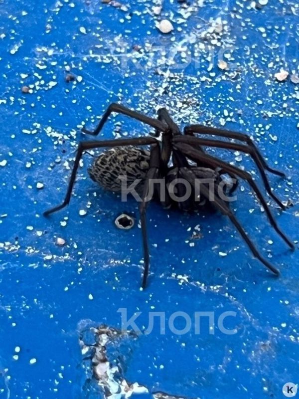 В Калининграде огромный паук-романтик устроил переполох на детской площадке