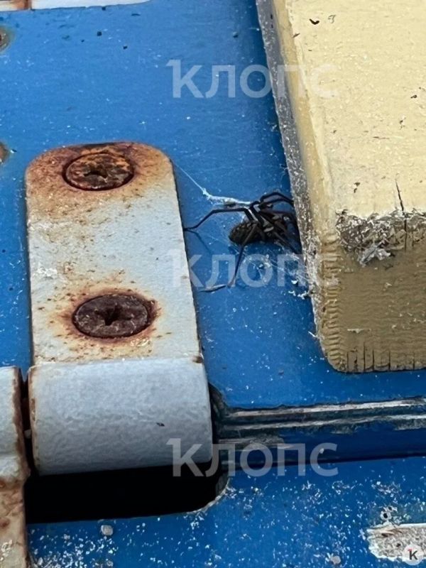 В Калининграде огромный паук напугал детей на детской площадке — но опасности он не представляет В Калининграде огромный паук напугал детей на детской площадке — но опасности он не представляет