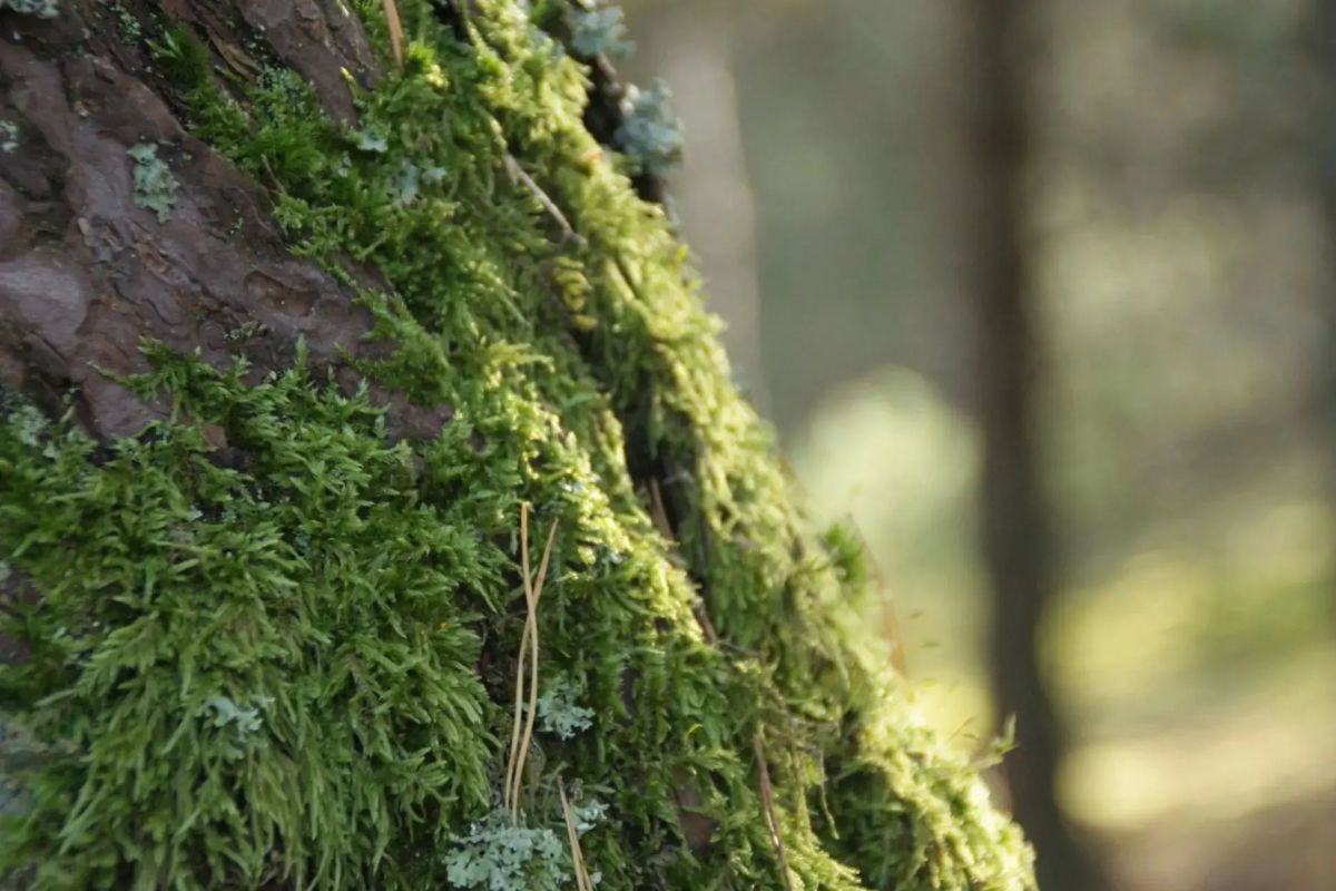За незаконную вырубку в Черняховске двух арендаторов участка привлекли к ответственности