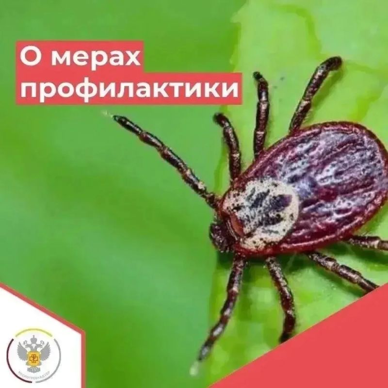 Помните о мерах профилактики клещевых инфекций