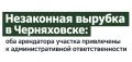 Незаконная вырубка в Черняховске: оба арендатора участка привлечены к ответственности