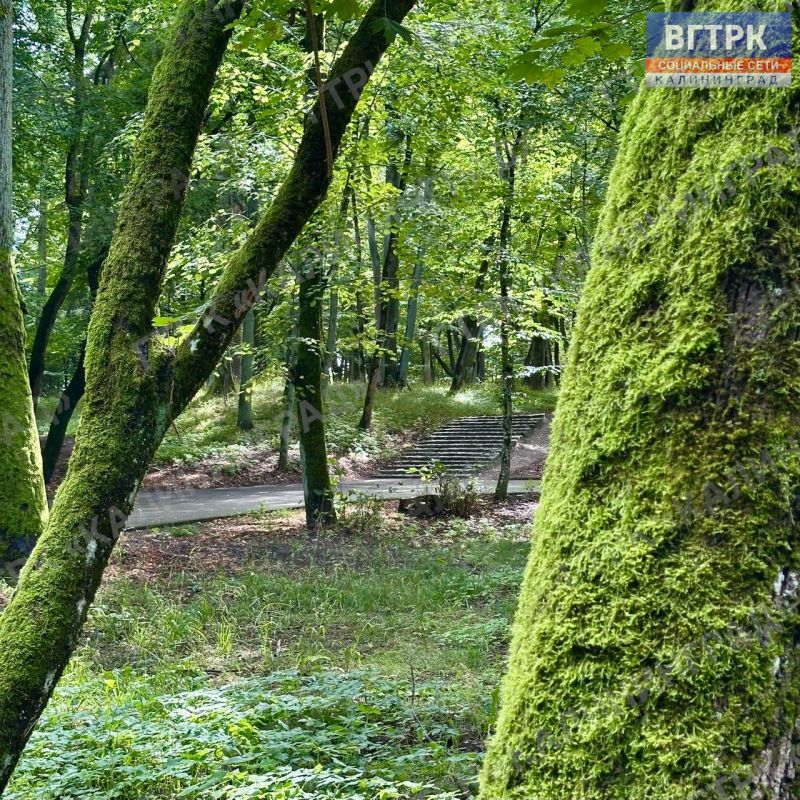 В России разработали уникальную вакцину против аллергии на пыльцу березы, которая кардинально изменит подход к лечению этого недуга