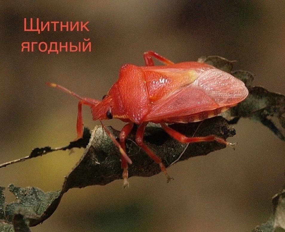 На Виштынецкой возвышенности задержалось бабье лето На Виштынецкой возвышенности задержалось бабье лето