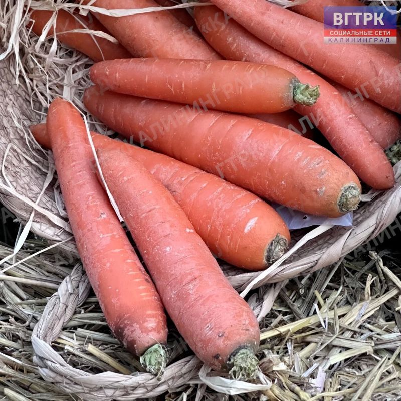 Калининград провожает первый месяц осени уютной соломенной эстетикой Калининград провожает первый месяц осени уютной соломенной эстетикой
