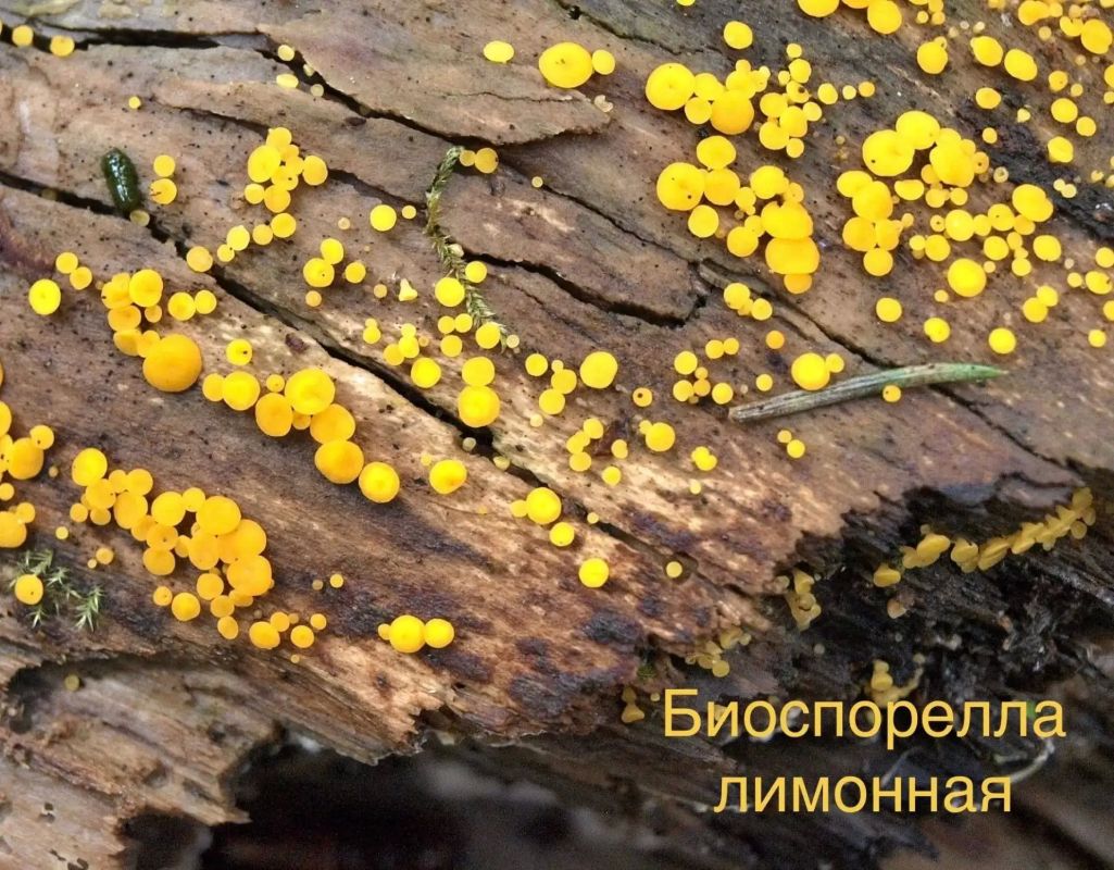 На Виштынецкой возвышенности задержалось бабье лето На Виштынецкой возвышенности задержалось бабье лето