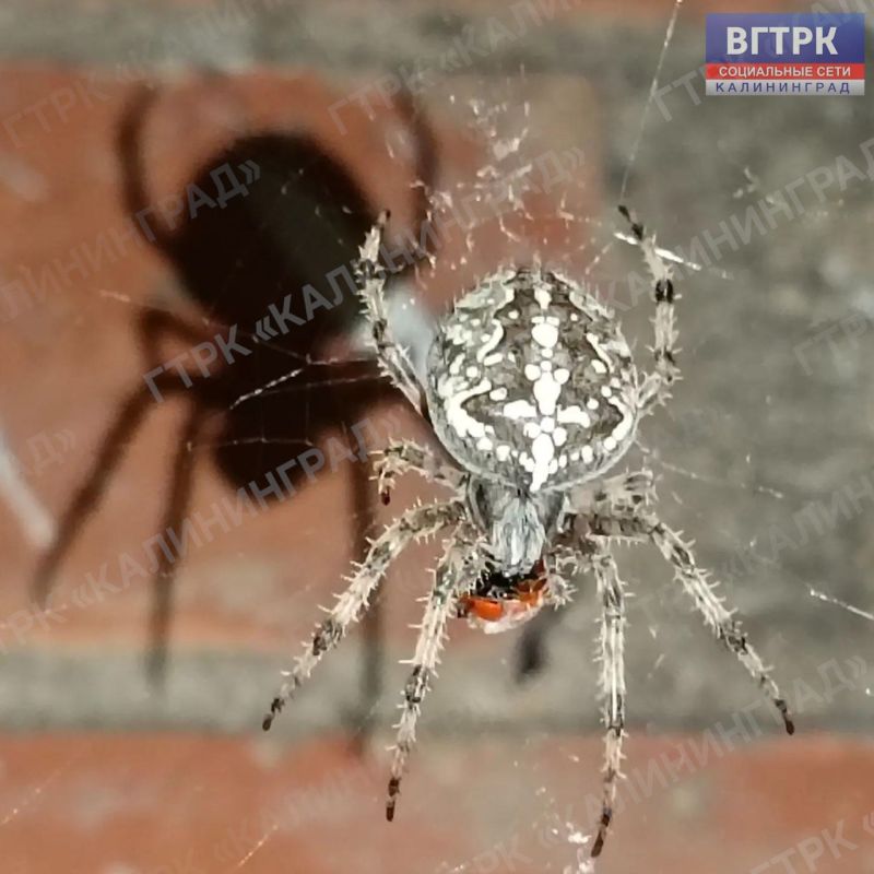 В Калининградской области начался сезон активности пауков-крестовиков