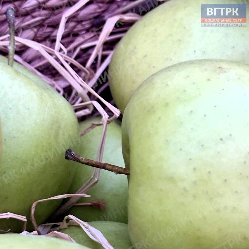 Калининград провожает первый месяц осени уютной соломенной эстетикой Калининград провожает первый месяц осени уютной соломенной эстетикой