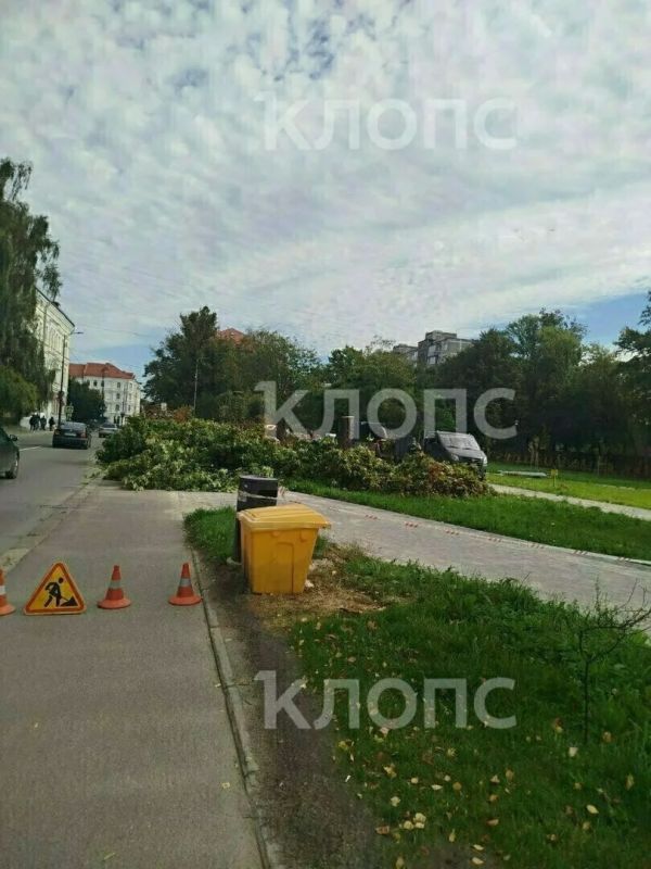 11 деревьев спилили во время реконструкции сквера на Фрунзе 11 деревьев спилили во время реконструкции сквера на Фрунзе