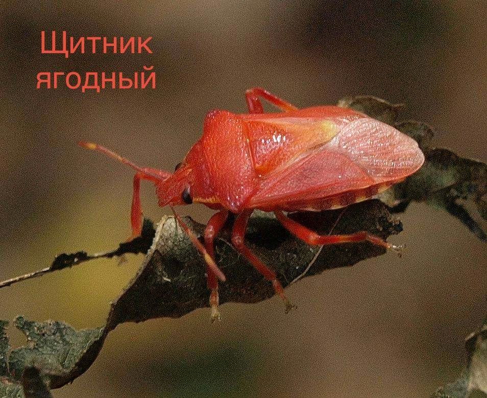 В Виштынецком нацпарке поделились кадрами, как природа готовится к осени В Виштынецком нацпарке поделились кадрами, как природа готовится к осени