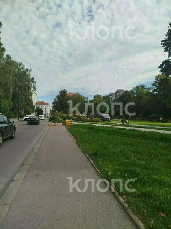11 деревьев спилили во время реконструкции сквера на Фрунзе