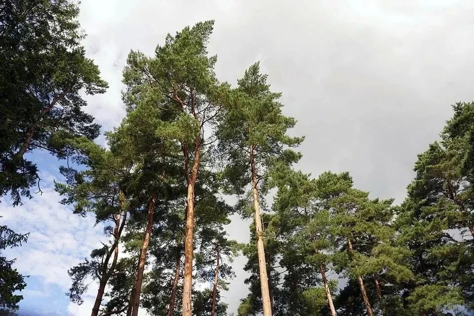 Ни одного лесного возгорания: пожароопасный сезон завершили в Калининградской области
