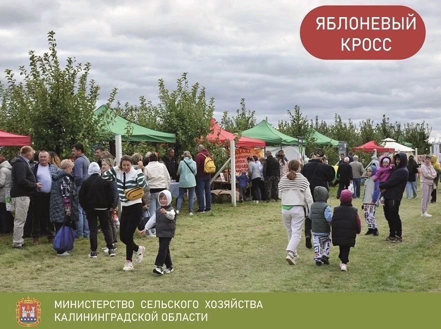 3 октября в Черняховском округе пройдёт «Яблоневый кросс»