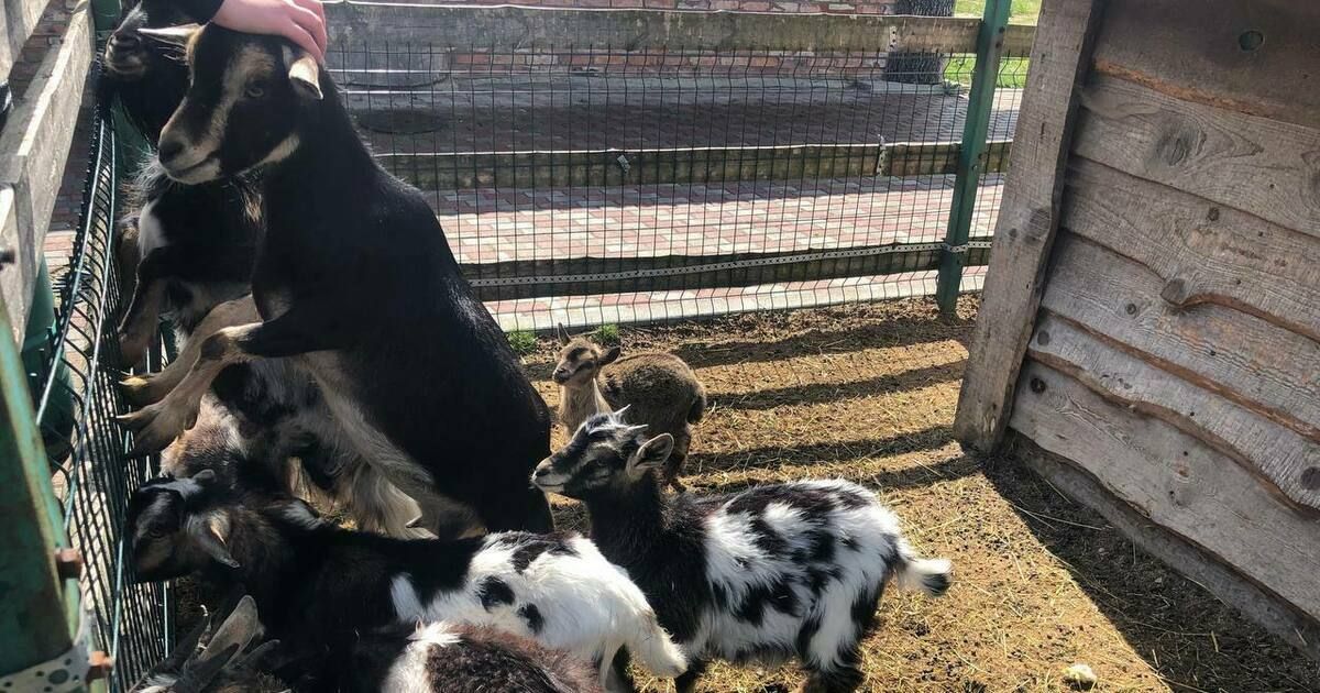 В Калининградской области семья заразилась клещевым энцефалитом, попив козьего молока