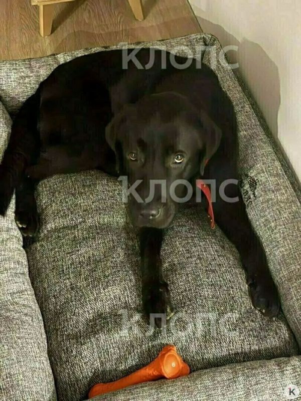 Лабрадор Царь наконец нашёл дом спустя месяц жизни в приюте Лабрадор Царь наконец нашёл дом спустя месяц жизни в приюте
