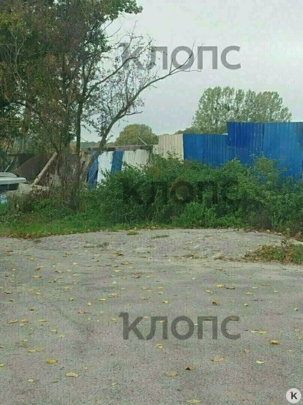 Под Калининградом четвёртый день лежит сбитая корова — тушу лишь немного присыпали песком