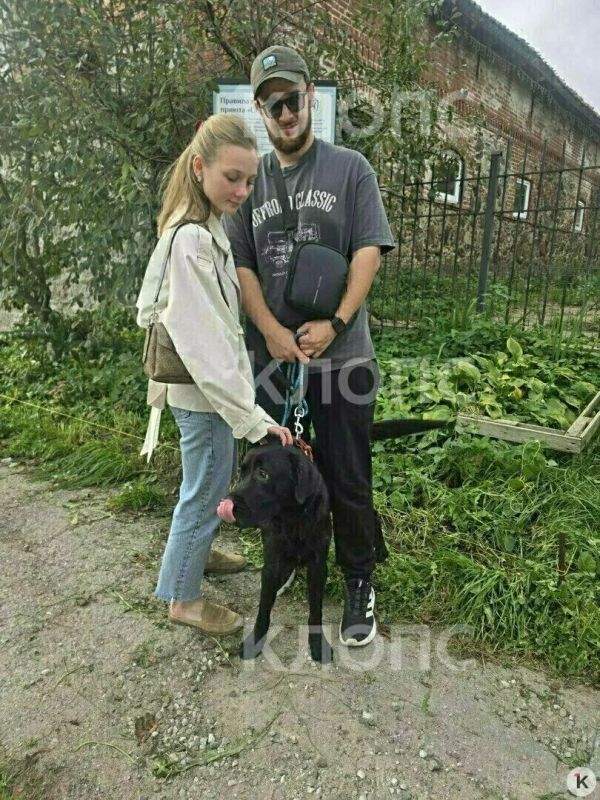 Лабрадор Царь наконец нашёл дом спустя месяц жизни в приюте