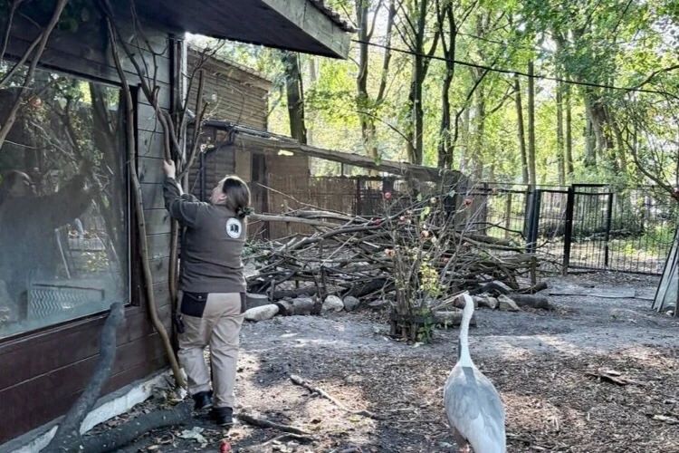 В Калининградском зоопарке благоустроили вольер журавлей В Калининградском зоопарке благоустроили вольер журавлей