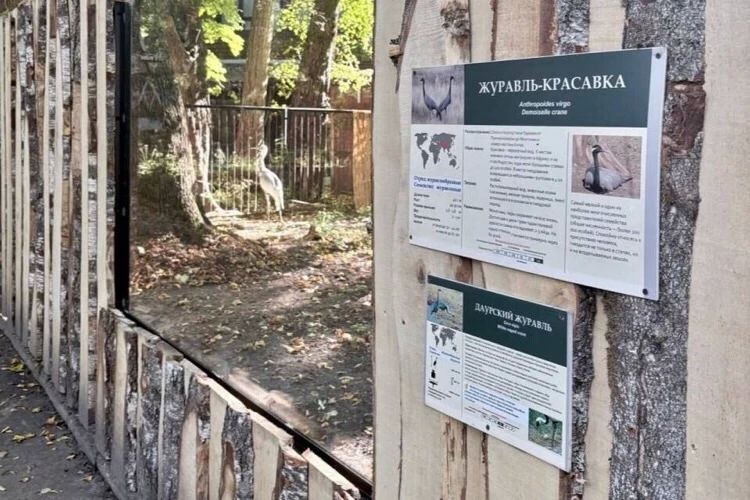 В Калининградском зоопарке благоустроили вольер журавлей В Калининградском зоопарке благоустроили вольер журавлей