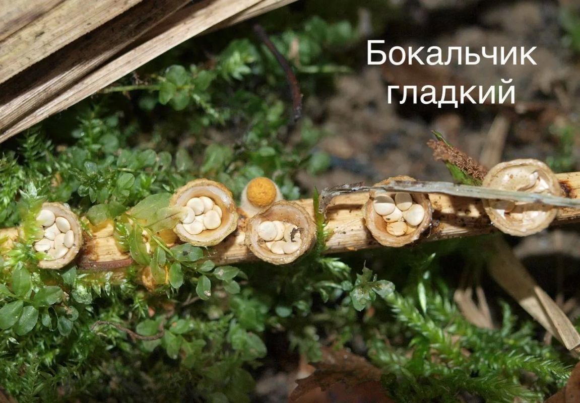 Гриб, который «стреляет» своими спорами после дождя Гриб, который «стреляет» своими спорами после дождя