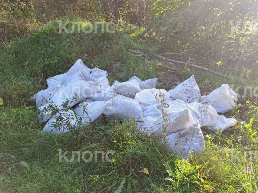 В Пионерском по пути к Камню лжи, где власти хотели сохранить «магию леса», появились горы хлама В Пионерском по пути к Камню лжи, где власти хотели сохранить «магию леса», появились горы хлама
