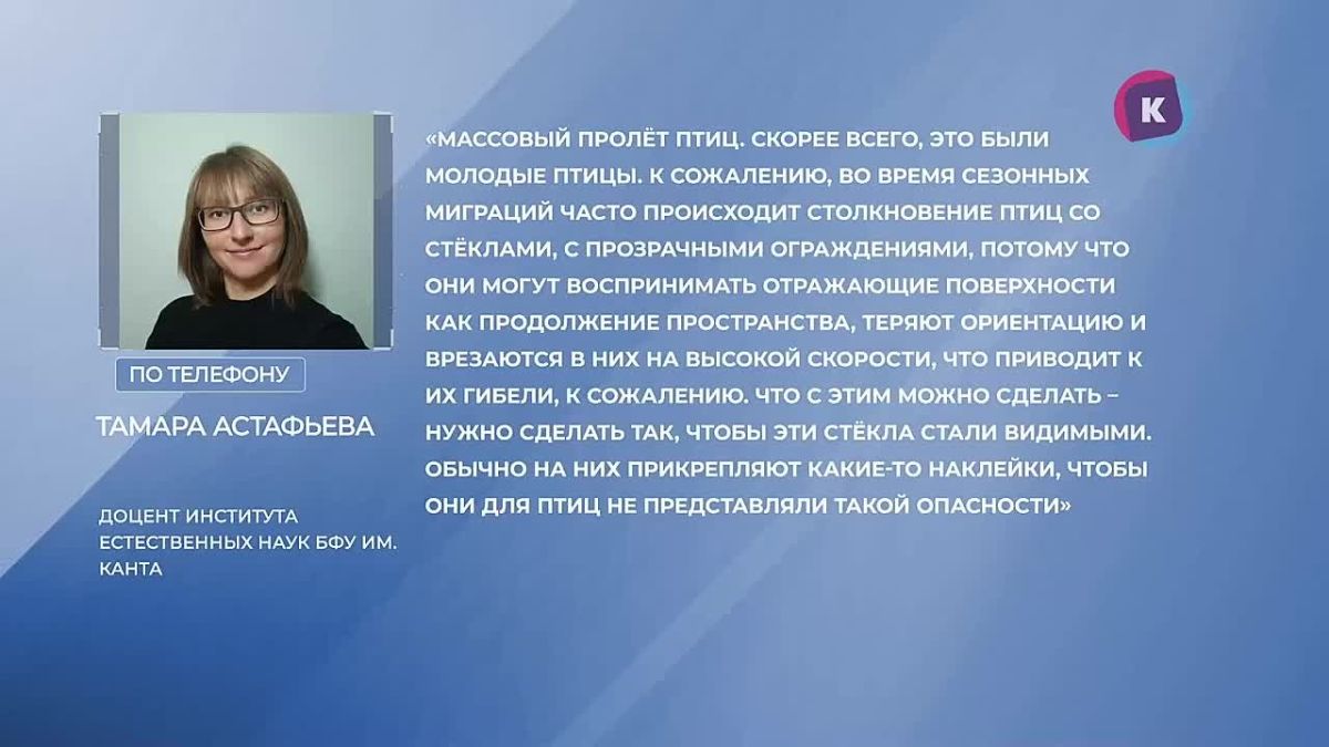 В Зеленоградске стаи птиц гибнут из-за высоток