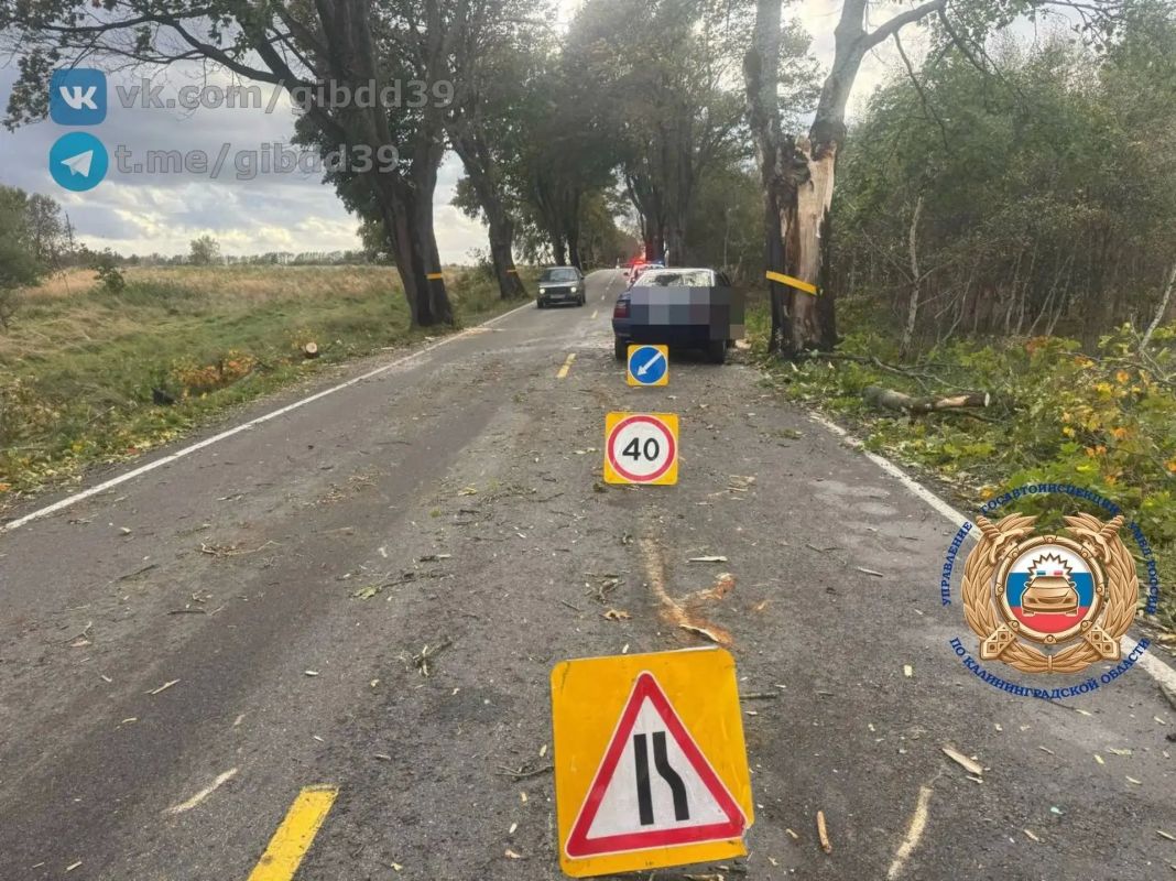 В Зеленоградске на автомобиль упало еще одно дерево, пострадали два человека