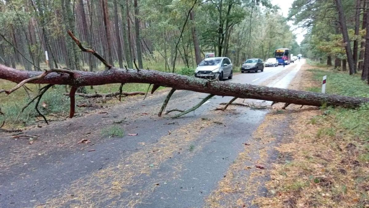 На Куршской косе ликвидируют последствия сильного ветра На Куршской косе ликвидируют последствия сильного ветра