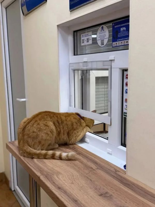 Кажется, этот кот проверяет платёжку за воду! Кажется, этот кот проверяет платёжку за воду!