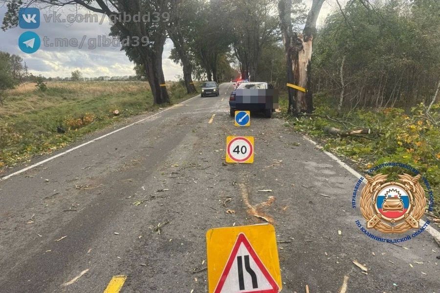 Дерево упало на «Опель» в Зеленоградском районе: пострадали два человека