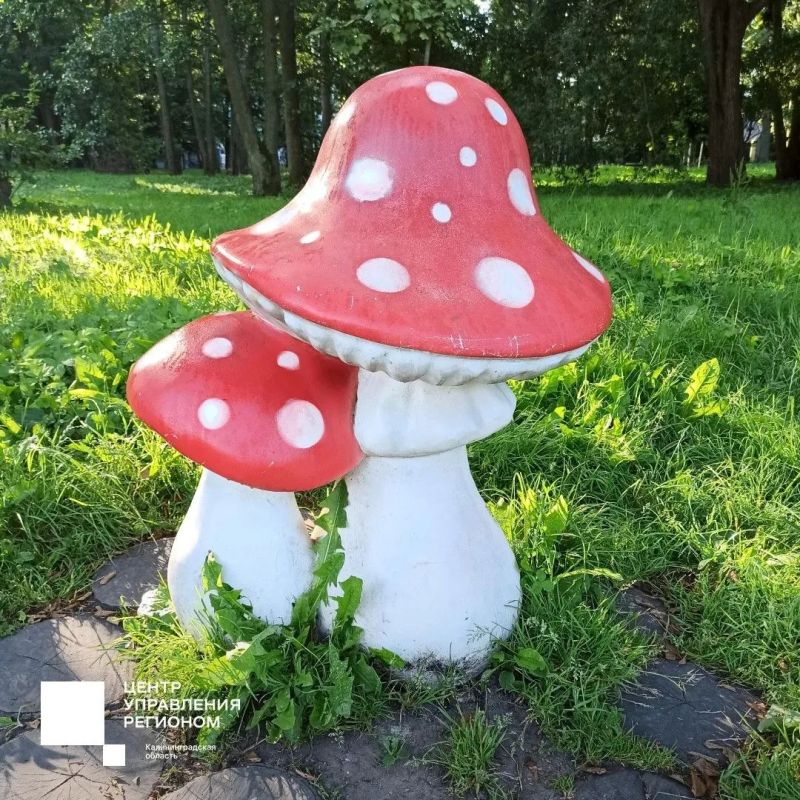 Сегодня в фокусе – городской парк в Зеленоградске Сегодня в фокусе – городской парк в Зеленоградске