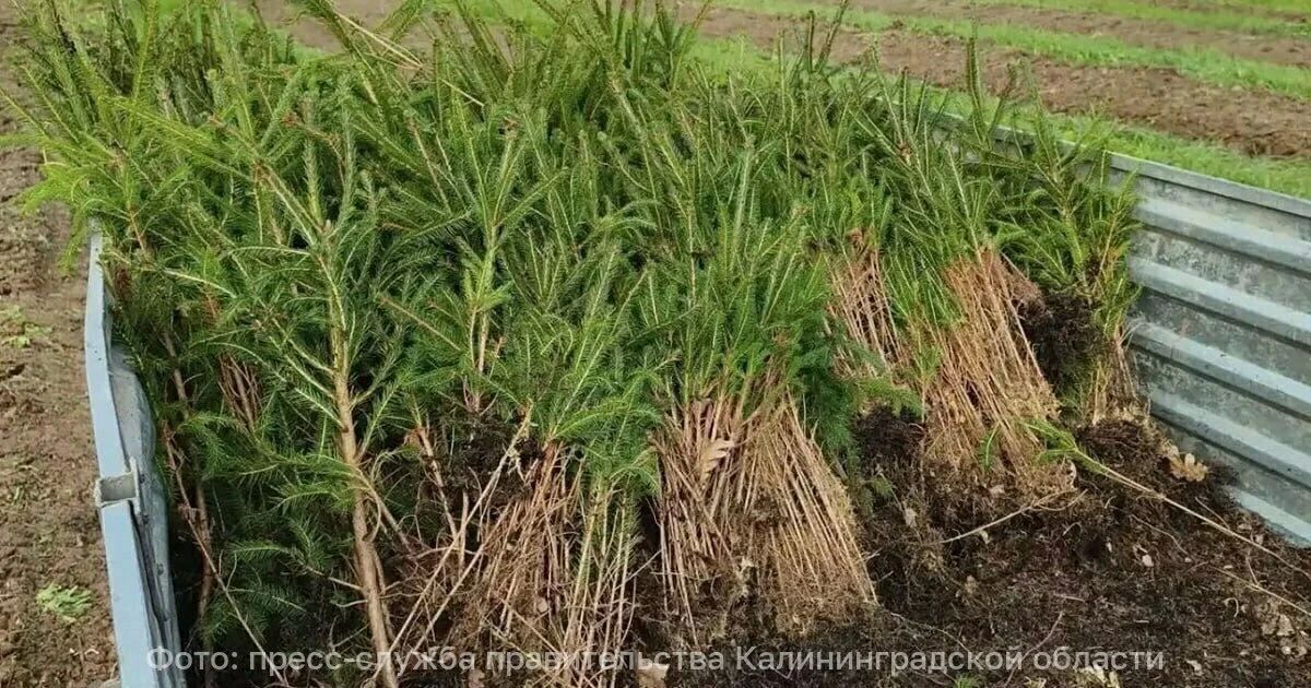 В Калининградской области появится новый хвойный лес
