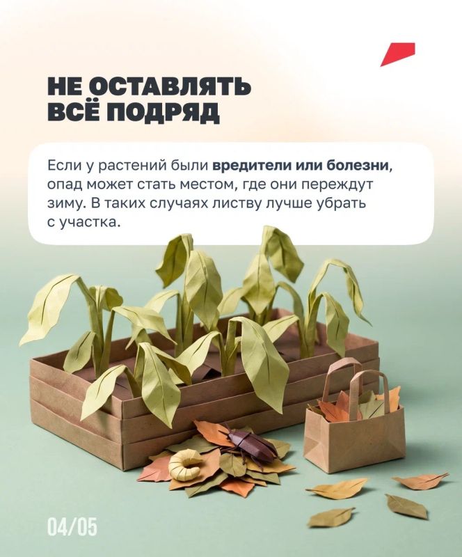 Листья на участке: убрать нельзя оставить Листья на участке: убрать нельзя оставить