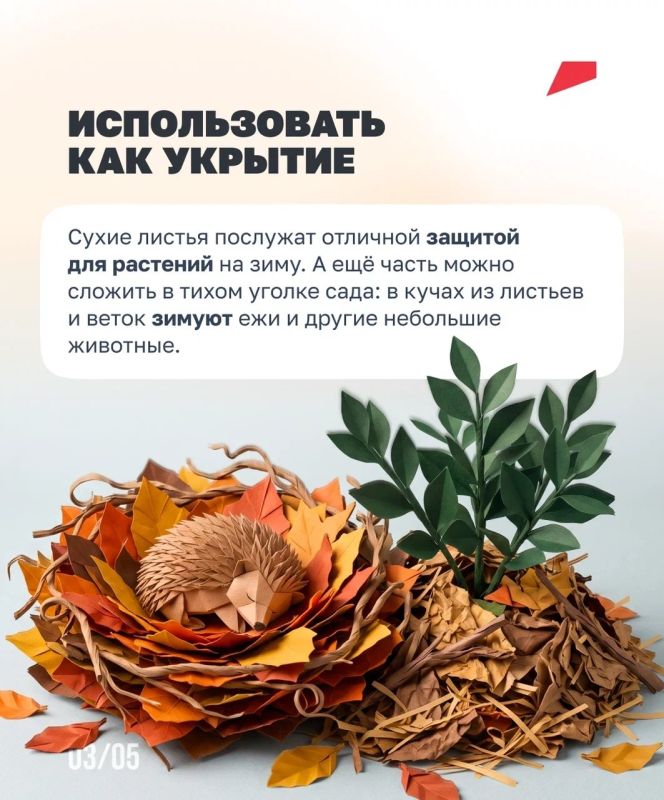 Листья на участке: убрать нельзя оставить Листья на участке: убрать нельзя оставить