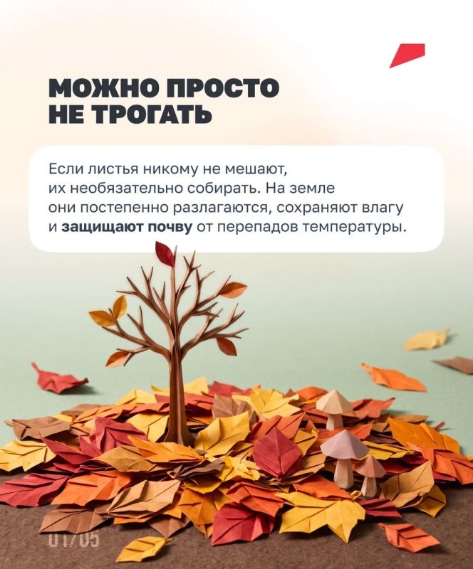 Листья на участке: убрать нельзя оставить Листья на участке: убрать нельзя оставить