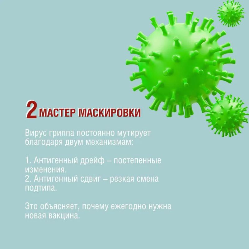 Благодаря каким качества вирус гриппа мутирует? Как долго сохраняется на различных поверхностях? Интересные факты о гриппе - в наших карточках Благодаря каким качества вирус гриппа мутирует? Как долго сохраняется на различных поверхностях? Интересные факты о гриппе - в наших карточках
