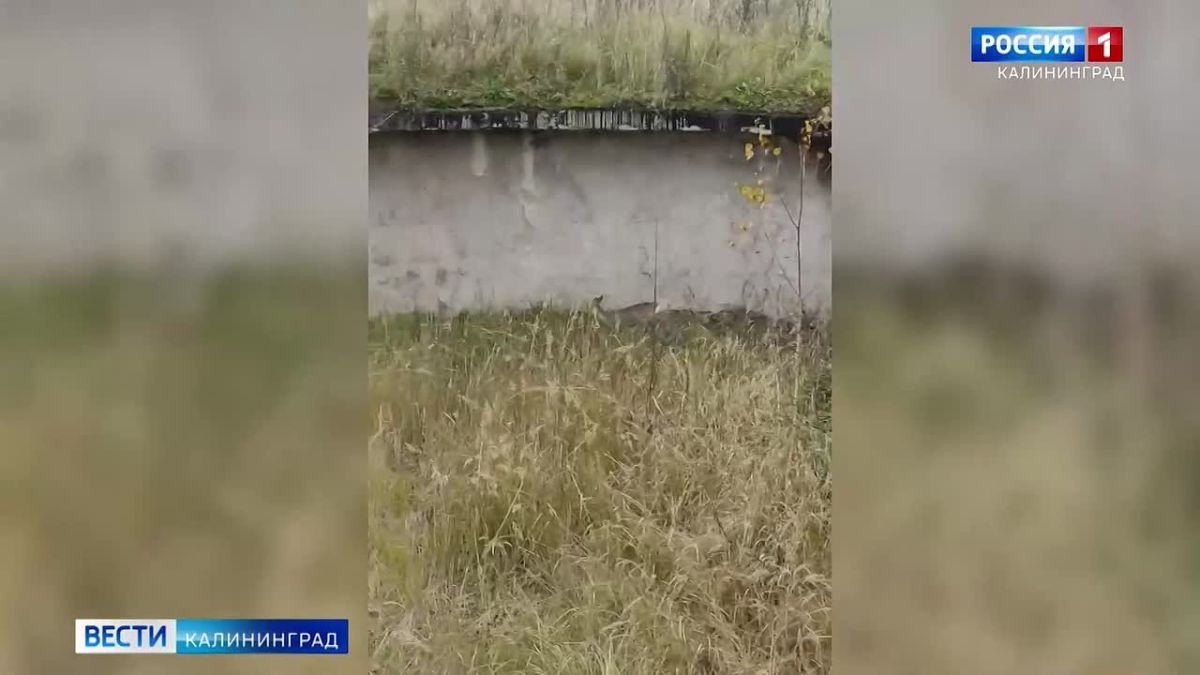 Настоящую спасательную операцию пришлось развернуть в Калининграде ради дикой косули
