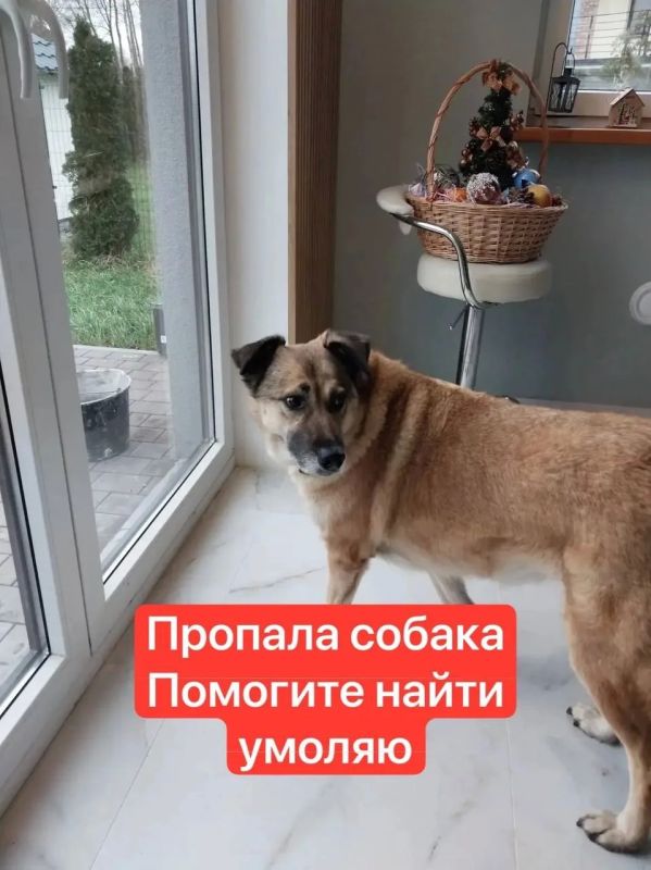 В Гурьевском районе ищут потерявшуюся собаку