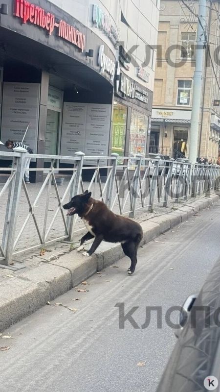 В Калининграде ищут пса, которого подростки затащили в «Ласточку» и увезли В Калининграде ищут пса, которого подростки затащили в «Ласточку» и увезли