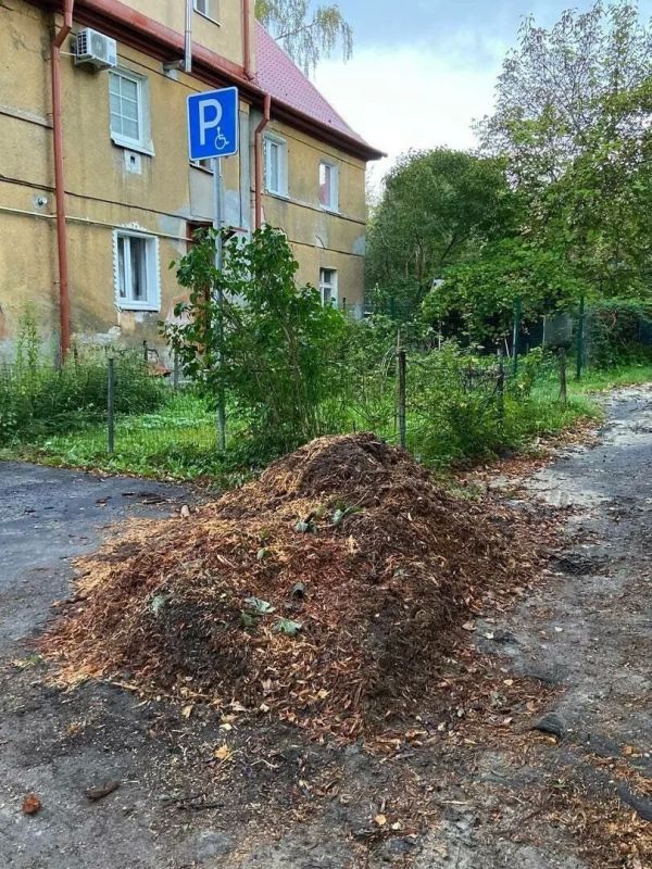 В Калининграде спилили липу, которую жители пытались спасти от вырубки